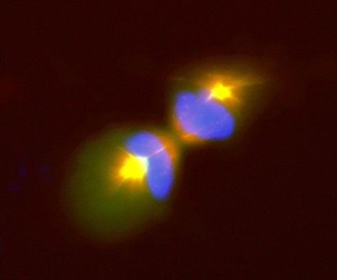 Image 37 COS7 cell undergoing mitosis transfected with DCX DsRed and µ1a-GFP and and stained with DAPI.