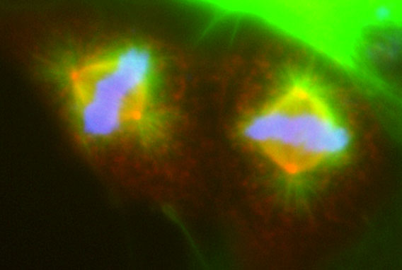 Image 38 COS7 cells undergoing mitosis transfected with DCX DsRed and stained with gamma tubulin/FITC and DAPI.